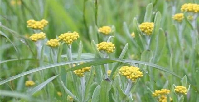 个个|7种农村常见的野菜,个个都是治病的“良药”,你吃过几个