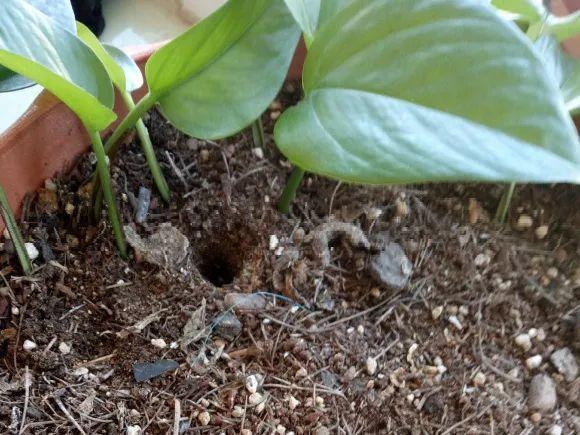 气根|茉莉花扦插有机关,砍这一段枝条,插土里3天就活!