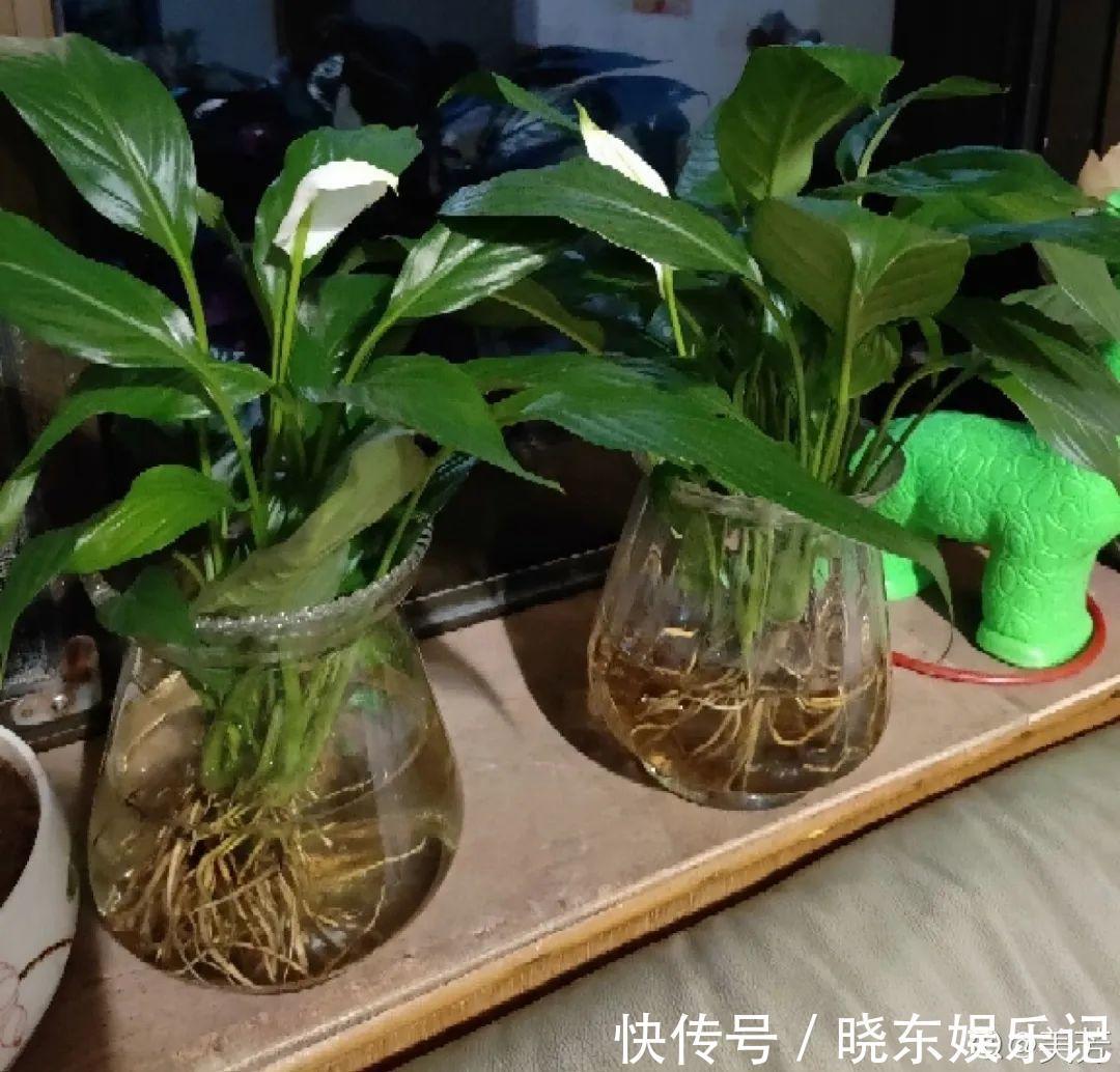 超实用的催花小技巧,效果太好,家里的花想开几次开几次!