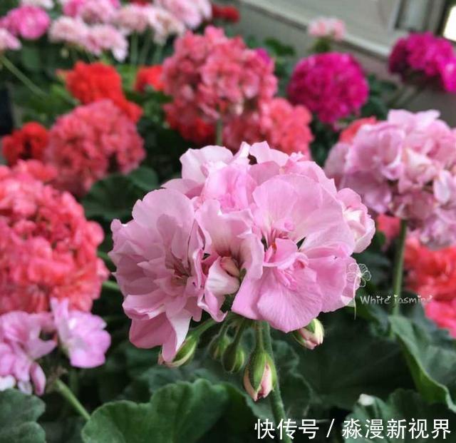 矿泉水瓶|扦插加个小药片,成活率翻番,新手也能做得好!