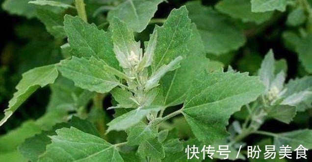 芦荟素|农村常见的3种食物,平时常吃些,排毒护肝,润肠通便,有益健康