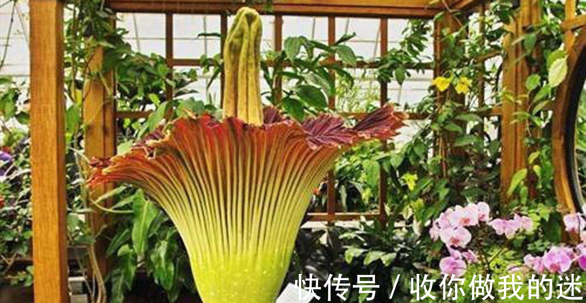 世界上最臭的花，7年才开一次花，看到会使人产生轻生幻觉？