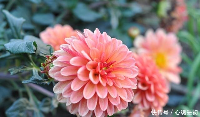 院子中一定要种的花,它的美远超你的想象!