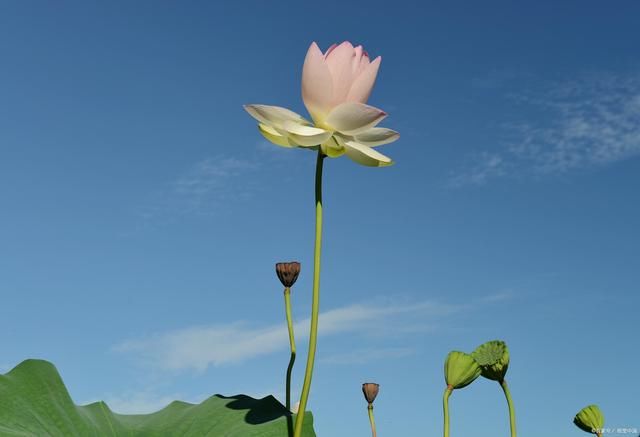 虫鸣蛙|荷花诗词11首:风摇菡萏绿裙舞，心静听得花开声