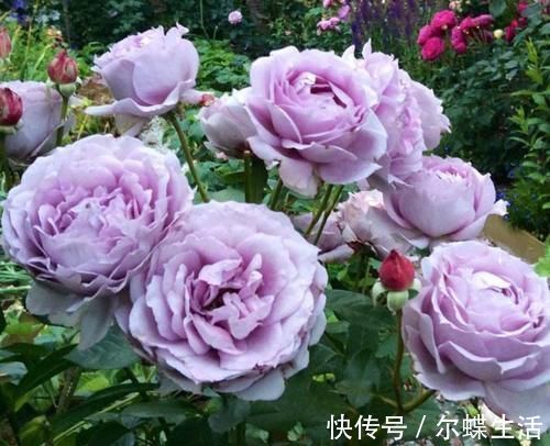 花卉|去闺蜜家发现,院子里没有一处空地,遍地是花卉,做法好高级