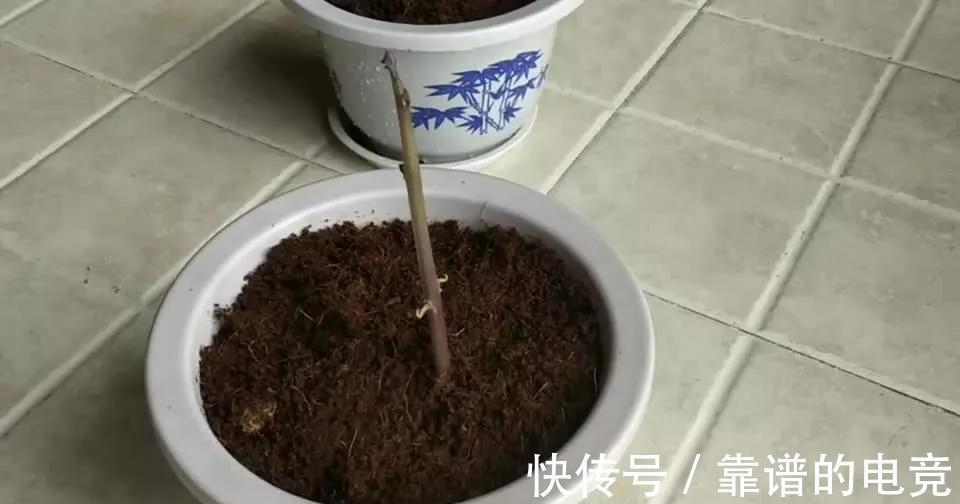 你还在花钱买土吗，不用花钱就能制作出高质量花土，要不要学习