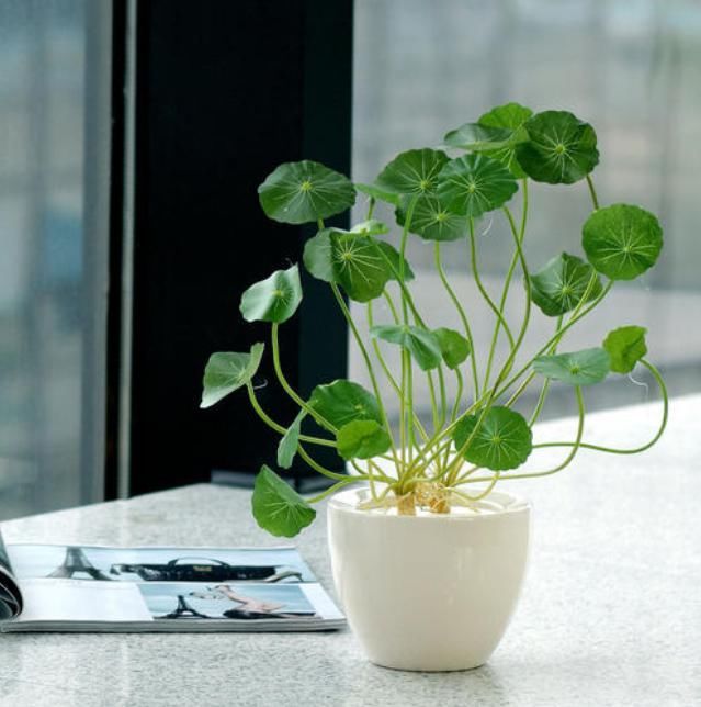  爆盆|铜钱草、金钱草、铁线蕨长得像，养护方法也相似，都很容易爆盆