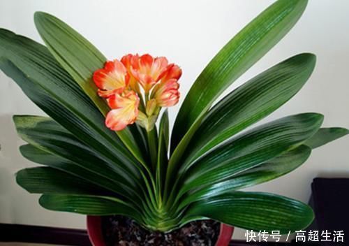 自然规律|养兰花、蟹爪兰和君子兰需记住,不能触碰三点,这是自然规律