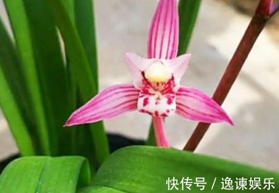 排水性|养殖小经验兰花长得好不好,不用羡慕别人啦,手把手教你养爆盆