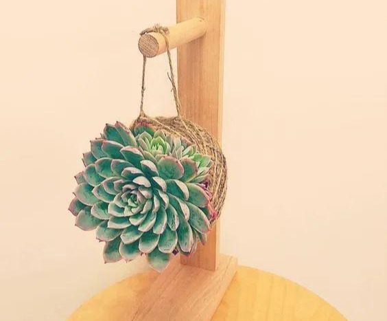 室内绿植种花不用盆,揉一个小球吊起来就让家里美翻