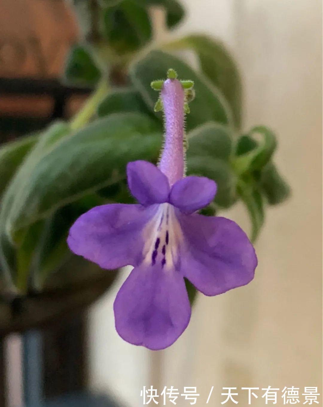 花友|夏天室内光不好，就养2种耐荫花，皮实好养开花多