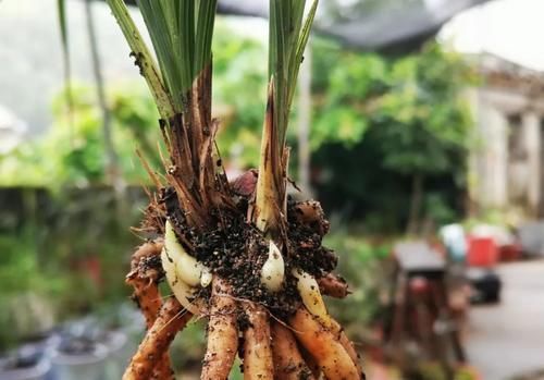 兰花发芽期最怕什么?4件事不要做,春兰发芽快又壮