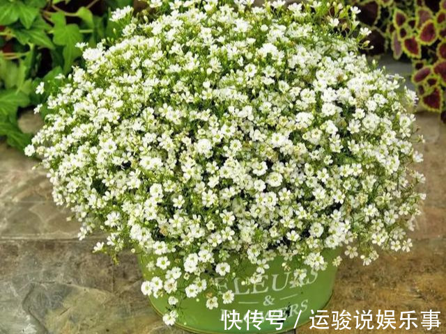 5种花不用管,盆栽地栽都好养,自己就能长成大花球,花开还惊艳