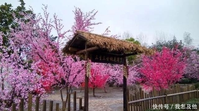 心中若有桃花源，小院四花满枝