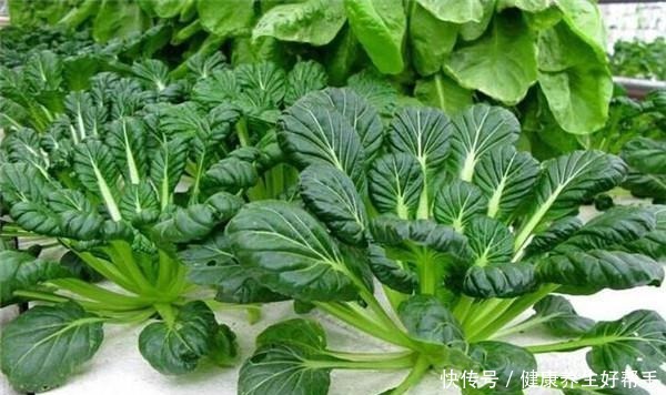 霜打过的菜为何甜这4种菜不怕冻,别错过最后一种,越冷越好吃