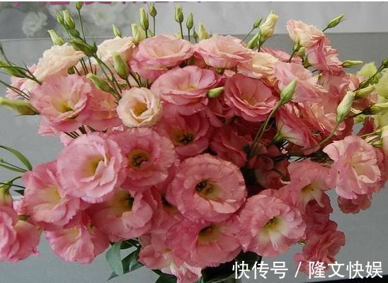 喜欢牡丹，不如养”优良名菊“徐妃醉妆，如秀丽妆容，清奇典雅