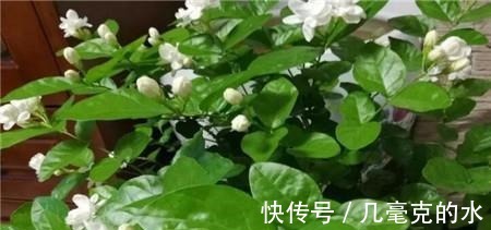 人养花，花亦养人！8种能“吃”的花，漂亮又美味，建议养一盆！