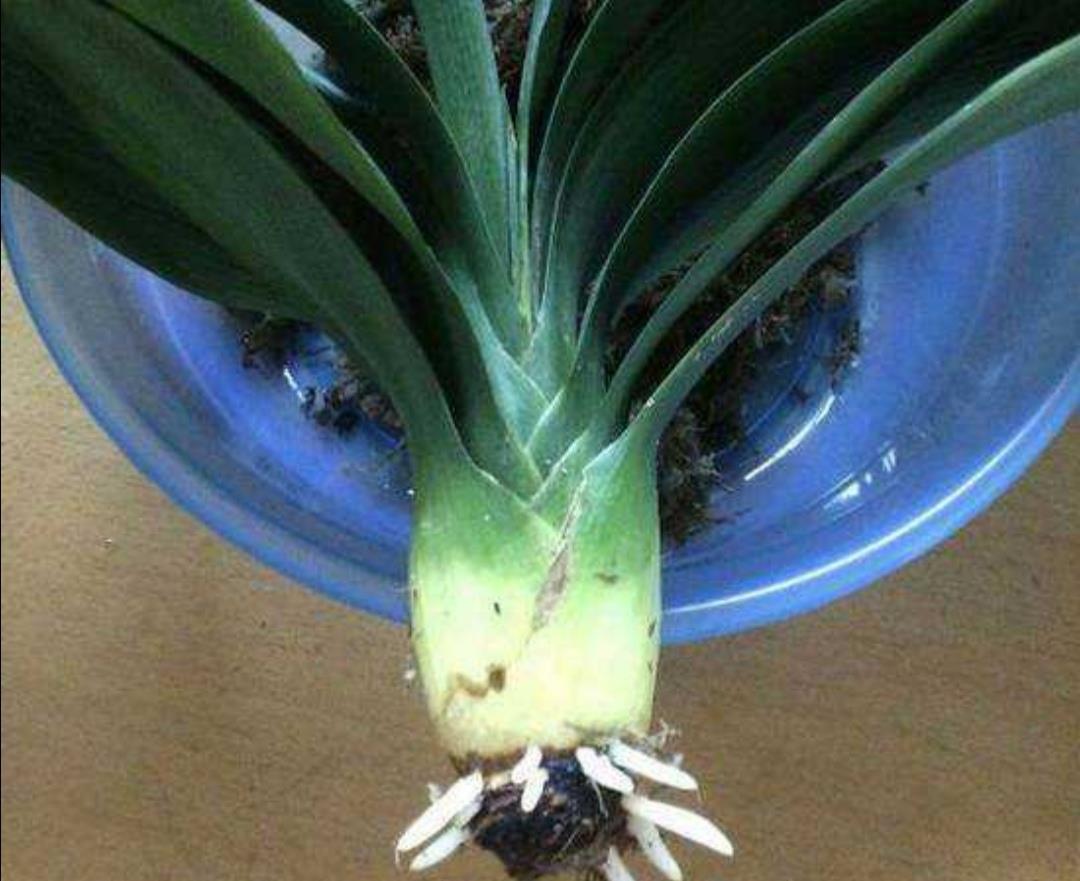 烂根|君子兰烂根不要扔,用这种方法处理,一个月长满新根