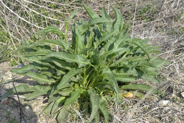 野菜|中老年人多吃下列三种山野菜，可以填补人体营养成分，越活越年轻