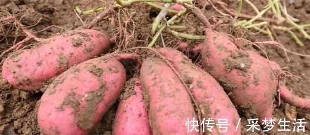 三种人|红薯是长寿食物,但三种人碰不得!医师:只会适得其反!