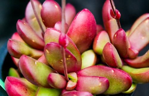 多肉克拉夫其实有两种，你是两种都养过，还是只养过其中一种呢？