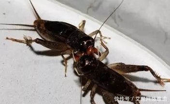 斗败|王世襄为斗败名家的蟋蟀,他在野外,用一招竟抓住了黑“将军”