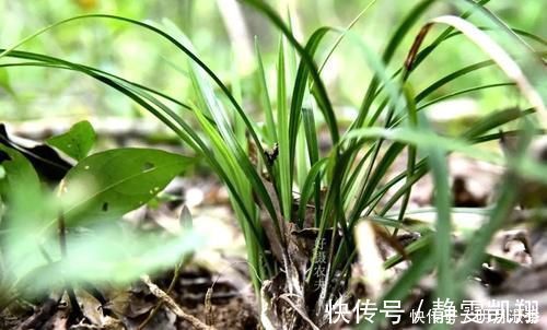 种植兰花为何不用土?原因其实很简单