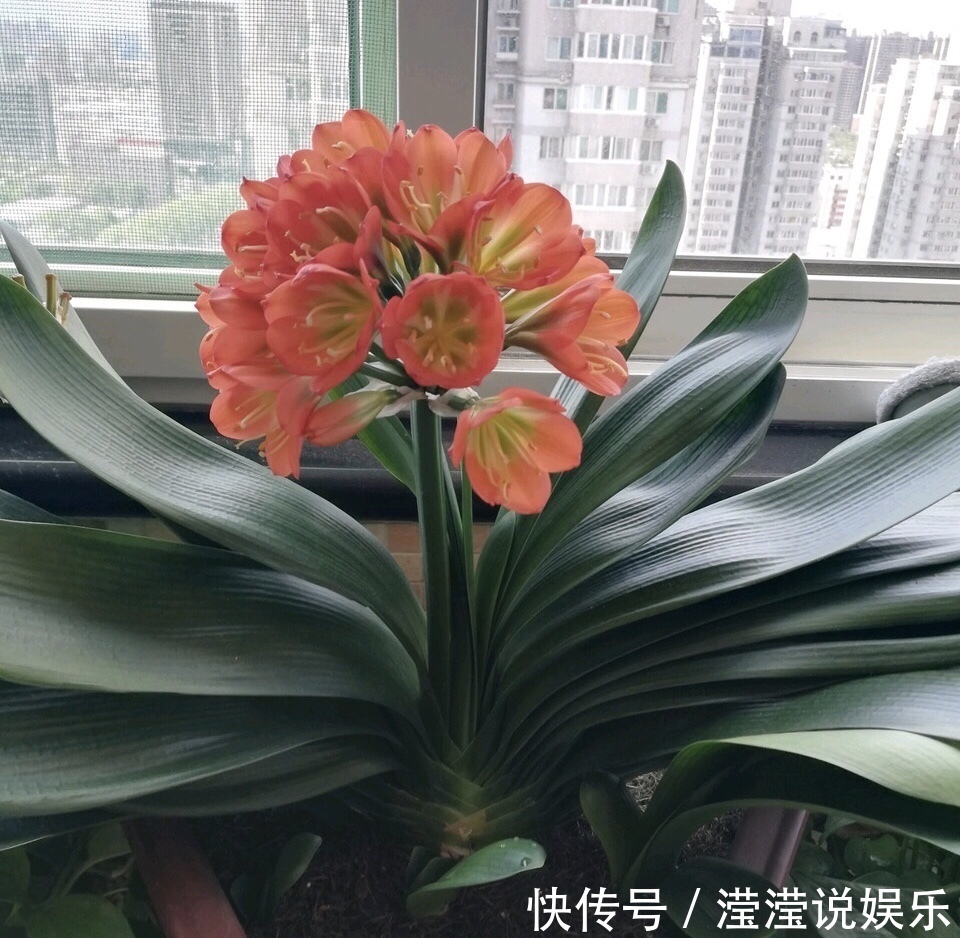 养好君子兰,首先要“戒掉”3个坏习惯,要不烂根、不长、不开花