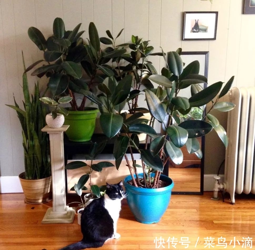 九种“皮实花”,多晒少管长得好,养成老桩更高档,绿萝没上榜