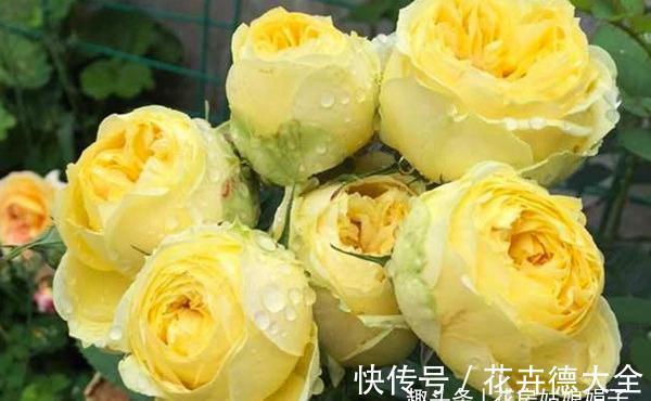 值得入手的6款月季花,花型标准花期长,漂亮又好养,阳台也能种