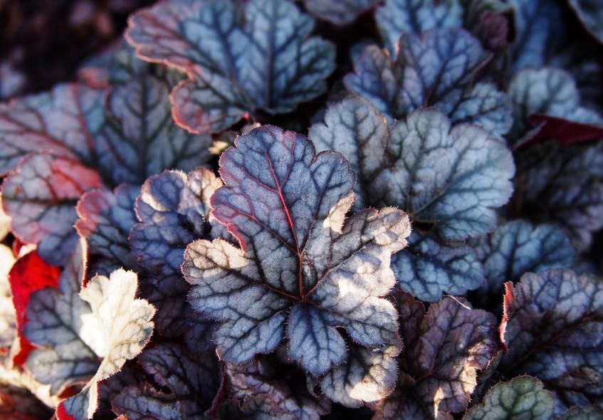  冬天养这4种花，郁郁葱葱开花旺盛，漂亮的小花陪你过冬