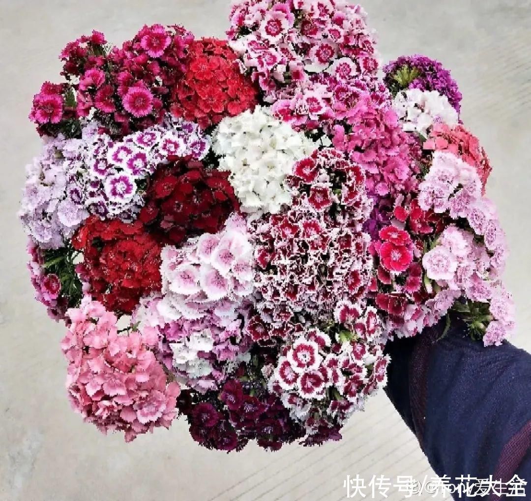 飘香藤|晒不死、热不死的花,越晒花越多,越热长越快