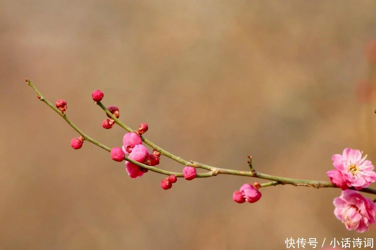 怎么可以错过（梅雪争春未肯降）梅雪争春未肯降骚人搁笔费评章这是什么意思 第11张