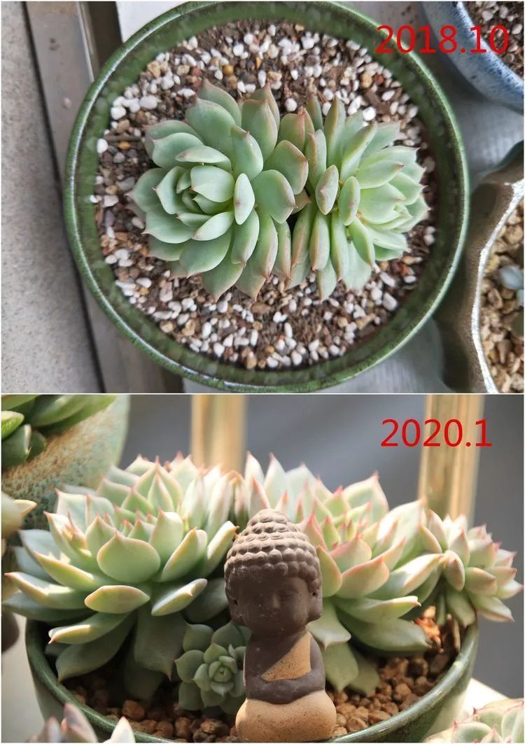 每次的剁手都是忍无可忍，无需再忍！买买买！静待肉美！