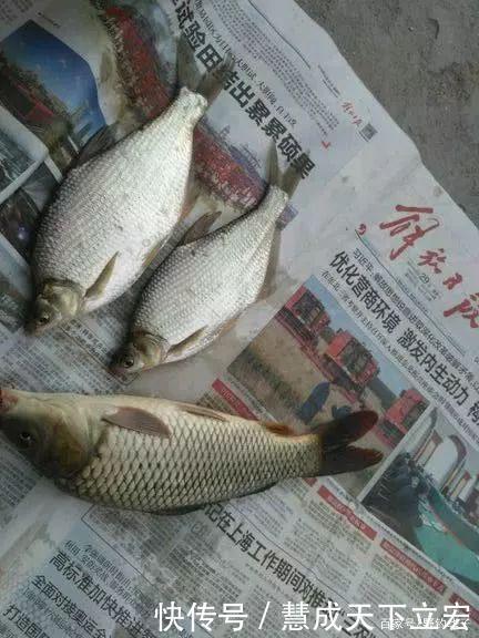 一斤的鳑鲏安徽钓友,钓获巨型“红尾鱼”,钓友像是鳑鲏