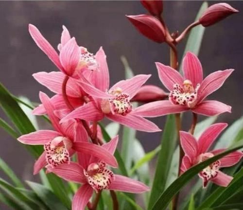 花期|4种花看一眼就难忘，楚楚动人，花期超长，给你一片花海！