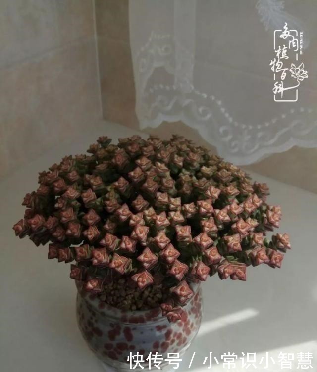 艳日辉|我是多肉飘窗党，我来晚了！我是多肉飘窗党，我来晚了！