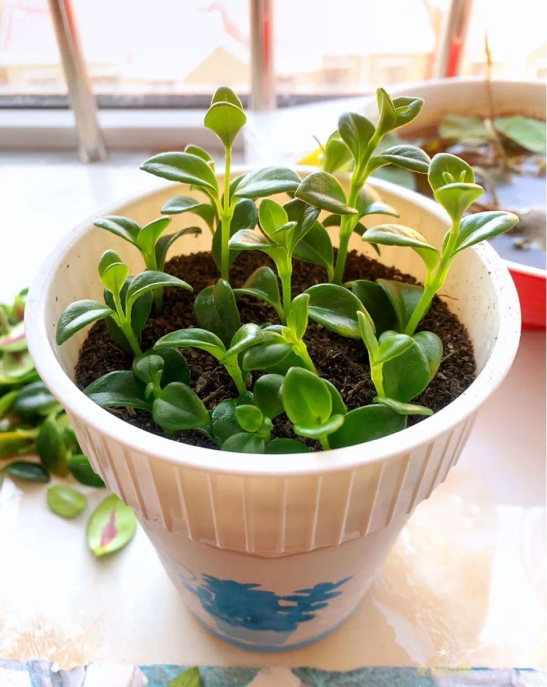 这几种花，要是秋天不扦插，错过就等1年