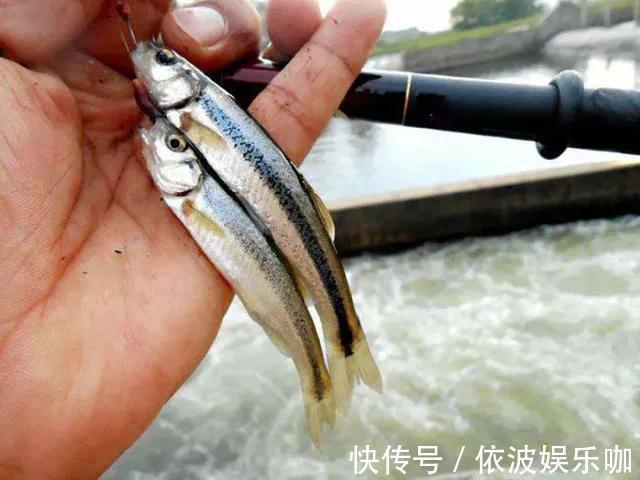常被认为小杂鱼,殊不知是鱼中珍品,50元1斤有地方已绝迹