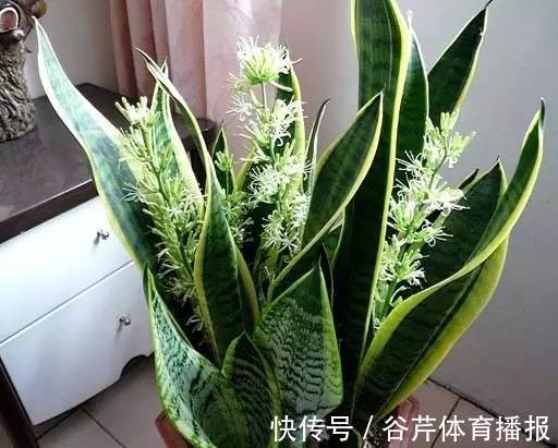 家有老人小孩,就养6种绿植,健康长寿好处很大