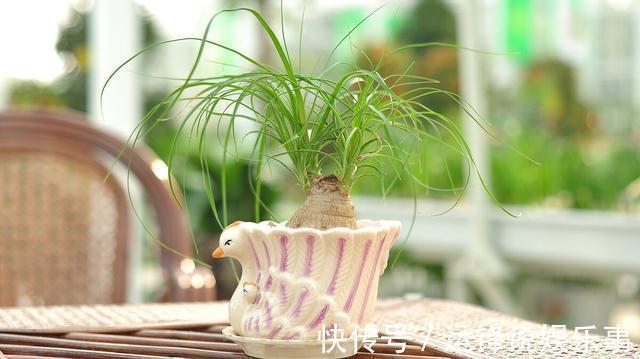 4种植物挺着“大肚子”,摆在客厅,不但寓意好,而且耐旱好养