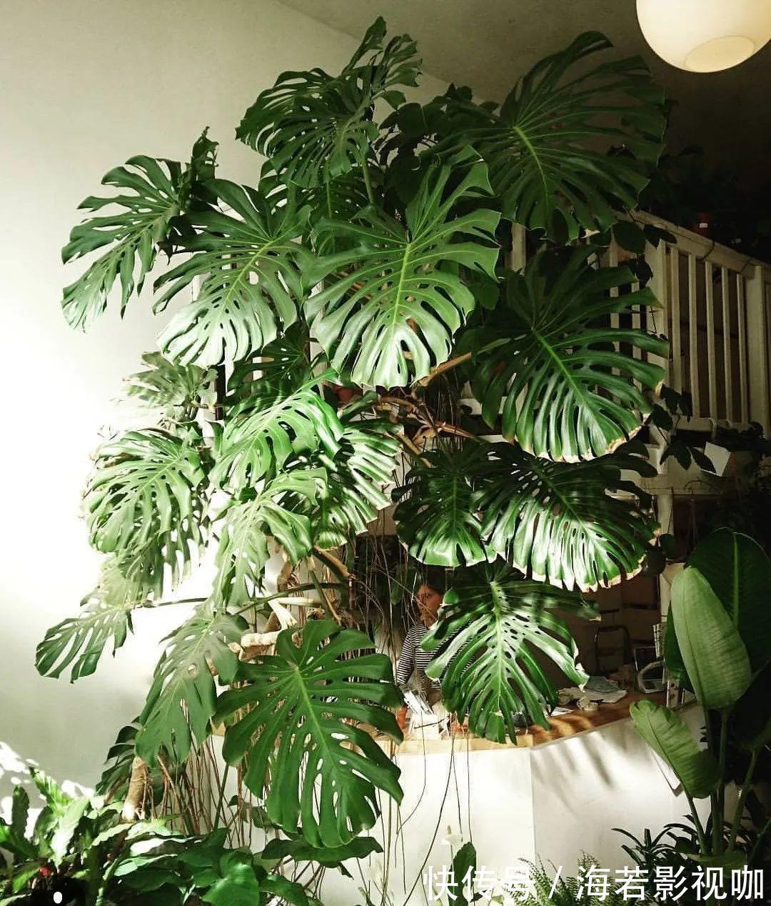 龟背竹|30年的芦荟,20年的龟背竹,硬生生把花养成了树!