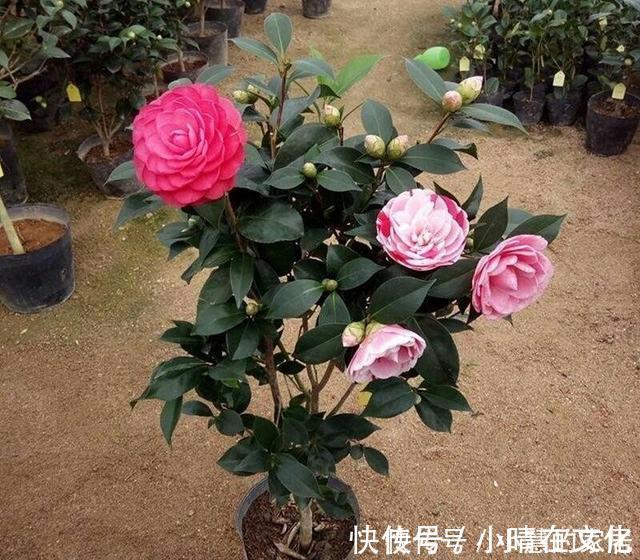 秋天|花市买茶花，回家一定要换土，“中间”有门道，不换土养不活