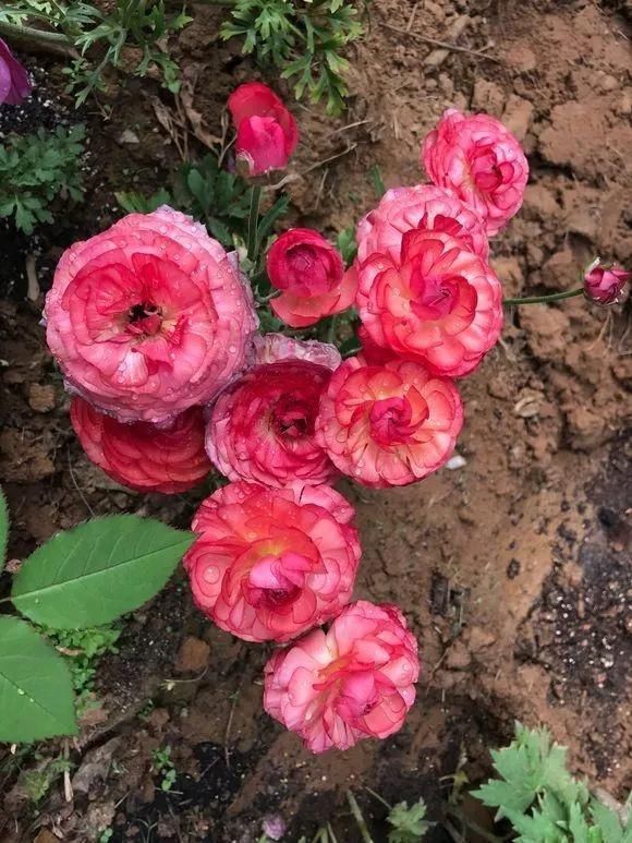 5种花叫做“度夏难”，到了夏天就黄叶干枯，花友年年养年年买