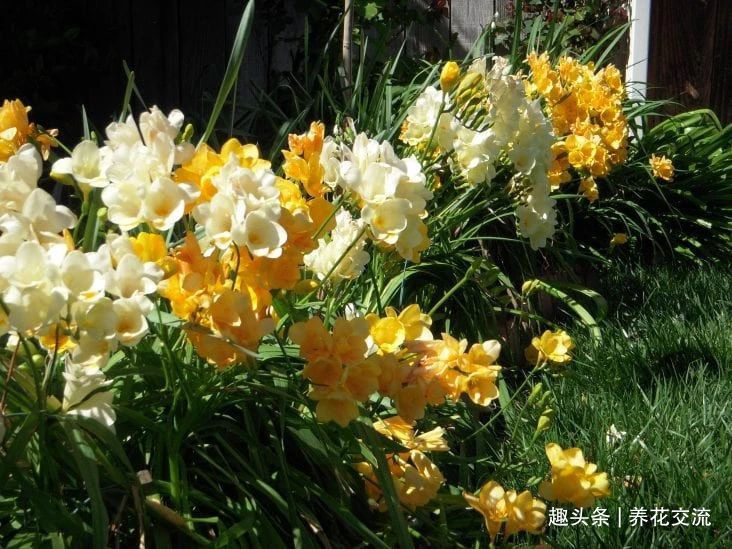 叶子|秋天买些香雪兰的种球，种盆里冬季就开花，来年夏天收获大盆子球