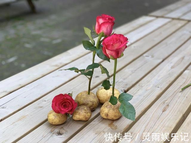 生根|至今还有人“炒作”土豆扦插月季，实操后发现，土豆长得真不错