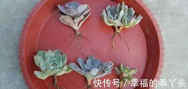 难怪刚入手的多肉会死,换盆时注意这4点,多肉一栽就活