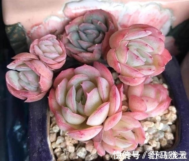 多肉|7字秘诀来养多肉,入坑9年多肉植物没徒也没腐