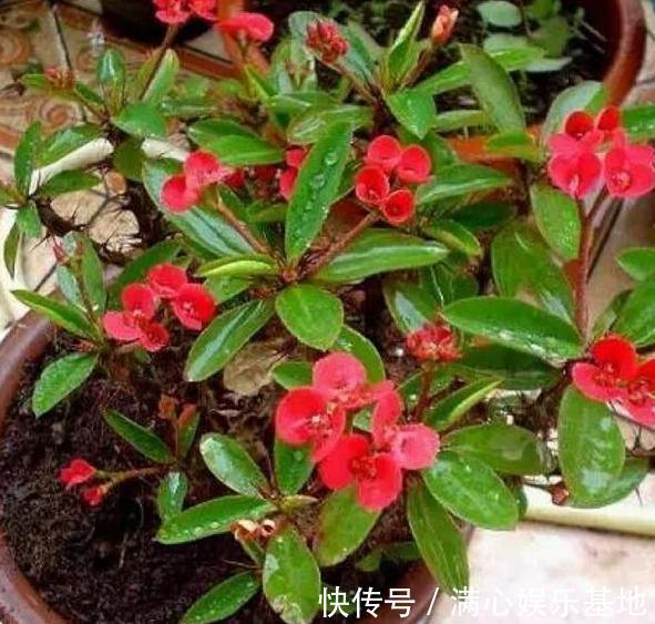 年轻人养花，没时间打理盆栽？就栽种它们，省心又能愉悦自己