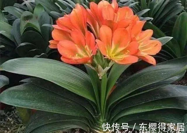 君子兰|九月养君子兰,三个位置补点水,“新叶稠密”单次绽放上百朵!